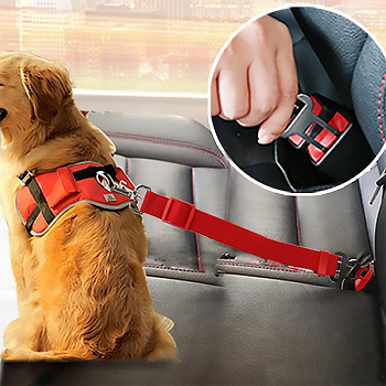 Biztonsági öv a kutyának az autóban